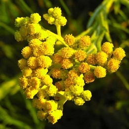 Helichrysum Absolute Oil